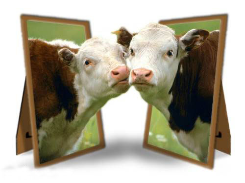 Kiss - Kiss of cow