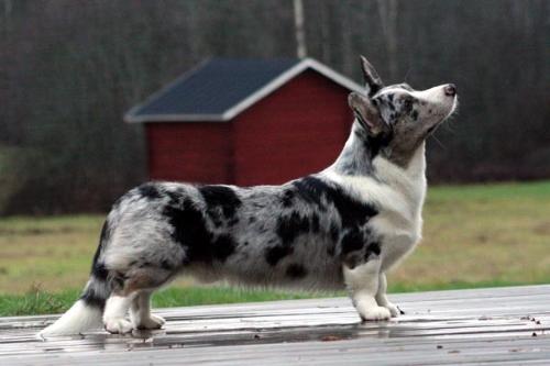 Dog - A blue merle-colored Cardigan