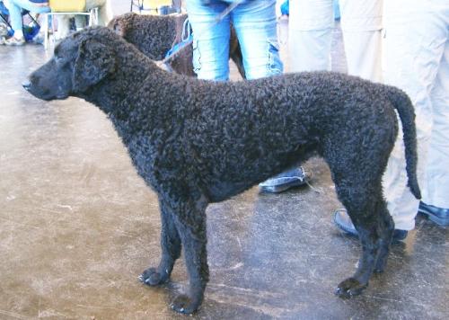 Dog - A Liver Curly Coated Retriever