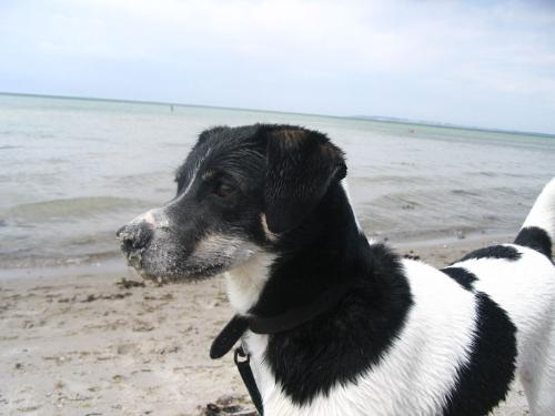 Dog - Danish/Swedish Farm Dog