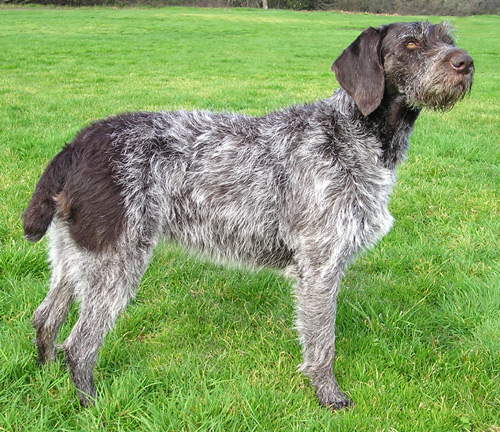 Dog - German Wirehaired Pointer