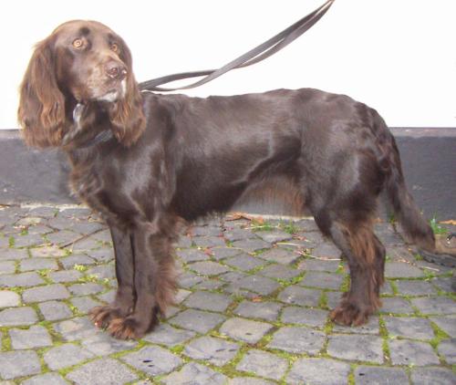 Dog - German Spaniel