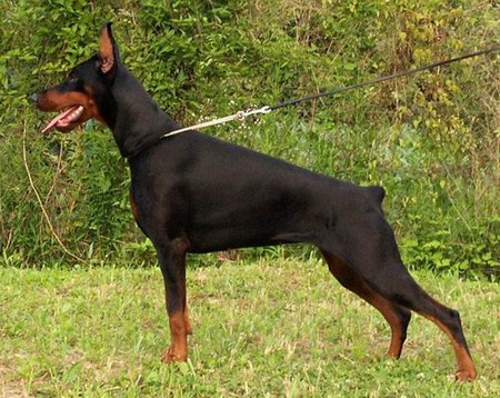 Dog - A female Doberman Pinscher