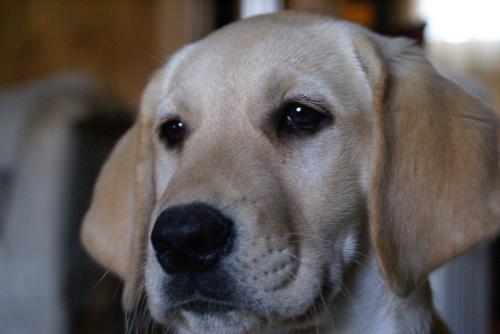 My Yellow Lab - This is Ceaira