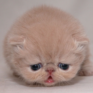 CuteCat - so cute cat.