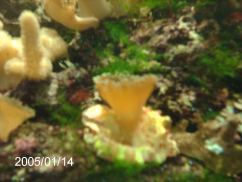 90G -#2 - pic of one ricordia