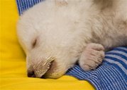 polar bear cub - AP Photo: In this photo released by the &#039;Tiergarten Nuernberg&#039; zoo in Nuremberg on Thursday, Jan. 17,...