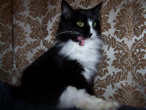 Paiva - My cat Paiva in mid-groom. Paiva - My cat Paiva in mid-groom.