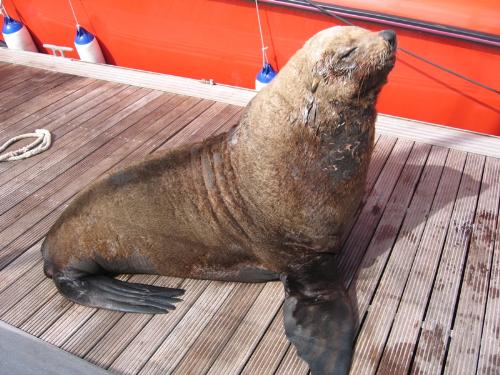 Seal - Its looks a very nice creature. And surely it is. It was found loitering on the pathway at the Waterfront in Capetown, South Africa.