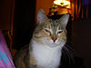 My pretty girl - My wonderful mouse catcher!
