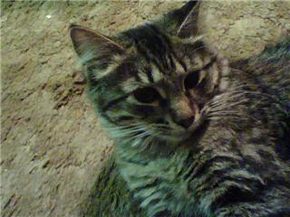 my kitty - This is my beautiful 5 month old kitten Kirara (pronounce Kilala) I love this cat so much. She is growing up beautifully