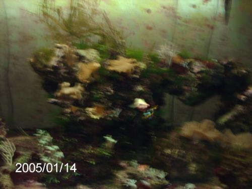 seahorses - I have 2 seahorses in this 40g tall .