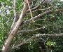 Mango Tree - A robust mango tree.