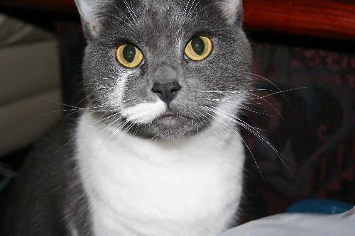 my cat libby - a very faithful cat who comes when called and whenever i am sat down she is not very far away. she alsways jumps up and pads my legs or stomach and does it for hours, a bit annoying when your watching tv but i love the attention. i prefer cats to dogs, you dont have to take them for a walk, they dont mess your carpets up and they are more faithful than a dog. had dogs in the past and they only seem to like me for some food. i dont mind dogs though.