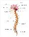 central nervous system - it is a human nervous system