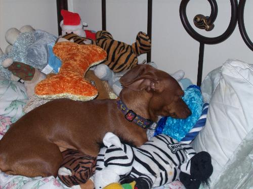 Minute and his toys - My dog Minute has so many toys that he just has to have on the bed with him. I spend a few minutes each night tossing the toys off to the floor.