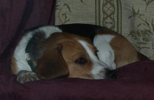 Shilo - Beagle  - Shilo is a 2-3 year old beagle we got from the animal shelter in Jackson Michigan a few months ago.