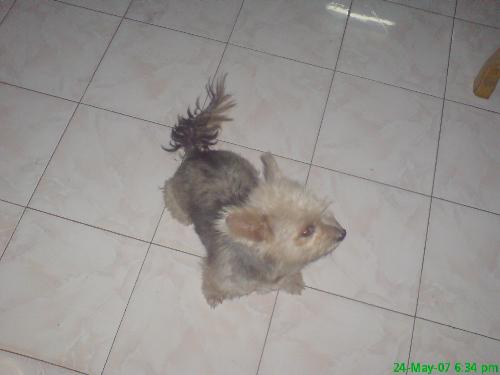the ever loyal creatures - its my gog...chanel...shes the complete escription of a loyal dog....she p[assed away last year yet she leave us lots of memories...shes been so kind to me..she never gaved me burden from the moment i take her a bath to the times we play and even at times im on my down side..shes still there....shes sad when i am...