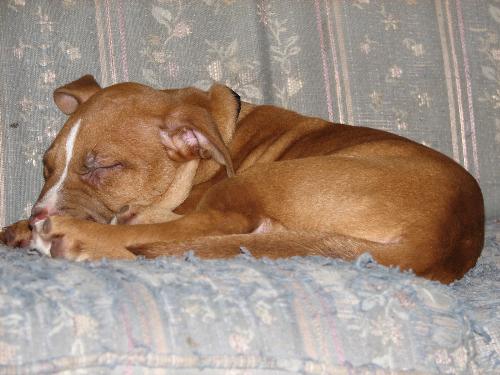 Santana - Santana pup