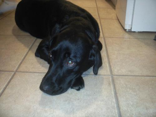 Diesel our dog - This is Diesel we found him in a rescue home and he has been with us 3 weeks and he has fitted in with our family really well. He is so well behaved and has lots of energy.