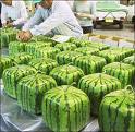 watermelon (carré) - see how it looks