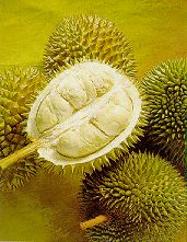 Durian - tropical fruit - Durian