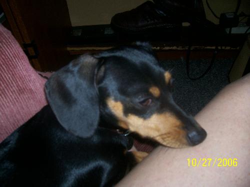 Selena..my girl - My baby girl, Selena. She was one in the photo, but is 2 now. Don't know what I would do without her.