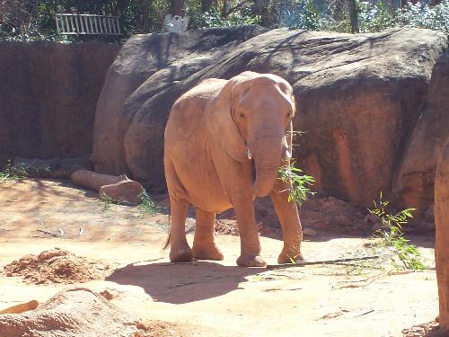 elephant - very big elephant zoo atlanta