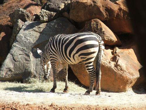 zebra - we all love the zebra