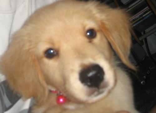 Athena Iris of Elpis - This is my dog. She is just about two months old when I took this picture. She is a pure breed golden retriever and she is a very smart and charming dog.