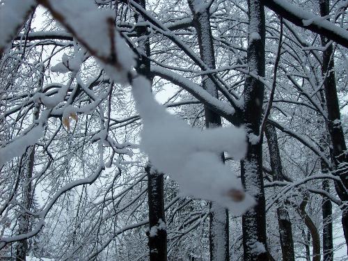 Recent Snowfall - We had a snowfall last week. I took this photo when walking the dogs outside.