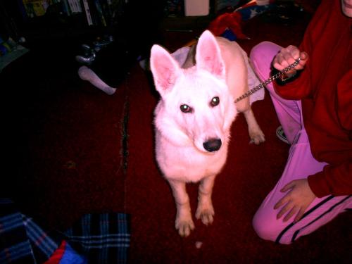 The dog - This is what I believe to be a white shepherd dog that was brought home..