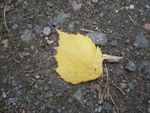 Dead leave - Dead leave laying on the ground
