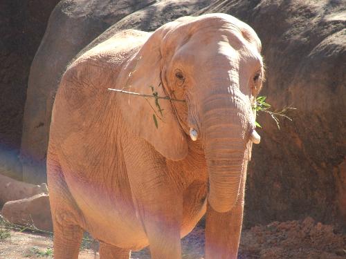 elephant - big elephant at zoo atlanta