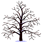 a tree in diffrent seasons - picture of a tree in diffrent seasons....shows growth