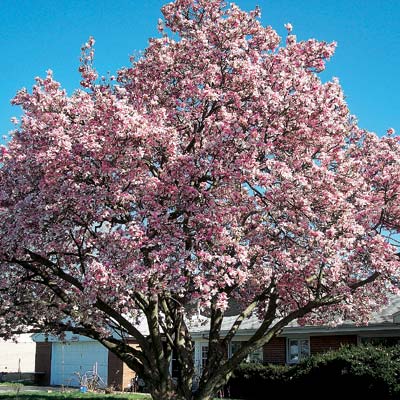 Magnolia Tree In Bloom - Magnolia Tree in Full Bloom