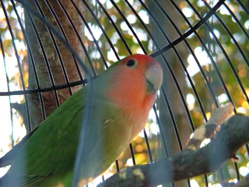 Lovebird - Billie