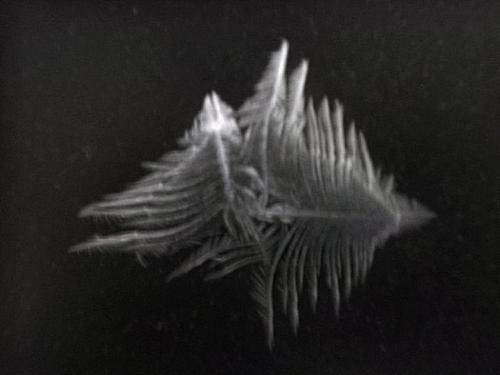 Fossil, feathers,ice crystals? - An awesome shot of some ice crystals on my window Fossil, feathers,ice crystals? - An awesome shot of some ice crystals on my window