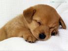 lovely dog - do you think it&#039;s a lovely dog? it&#039;s sound sleeping.