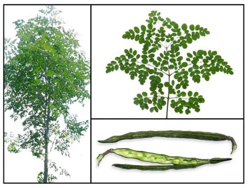 malunggay - kind of vegetables for breastfeeding mothers.