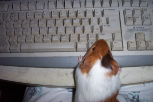 Albert getting his email out - Albert and the keybroad.