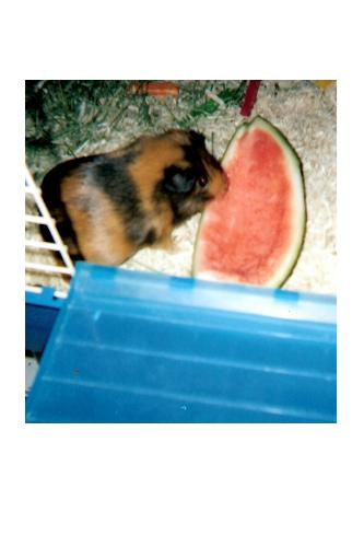TT & Watermelon - TT just loved her melon.