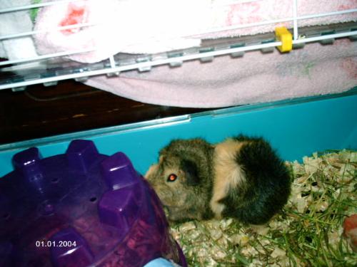 Missy - My new piggy.