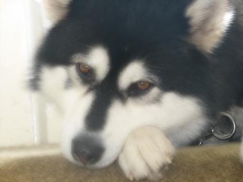 my malamute Flow - pic of my 3 yr old malamute