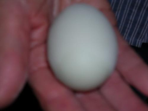 Green eggs and ham anyone? - This is a green egg laid by my Americana chickens.