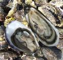 Raw oysters with lemon! - raw oysters