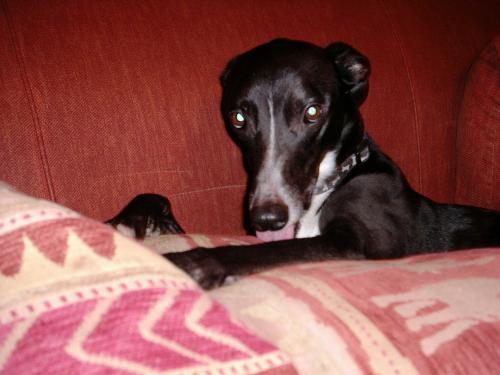 Finn the Lurcher - half Greyhound, half border collie, Finbarr the Lurcher