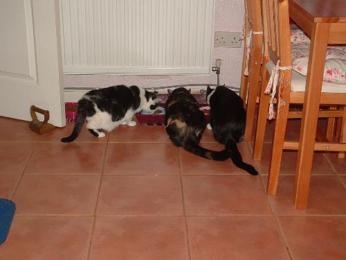 Missy, Denis and Jess - The bigger, fluffier black and white cat on the left is Missy. Denis is the thinner black and white cat, and Jess is the tabby in the centre of the picture. 