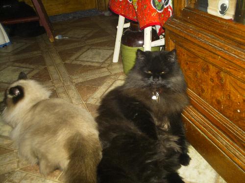 Persian cat acting like a persian cat - Persian cat
