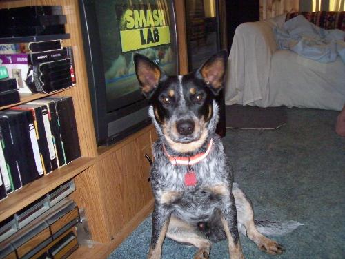 Skeeter the Australian Cattle dog, 11 months old - This is my baby. He is my protector. I love red and blue heelers. They're great, loyal dogs!!